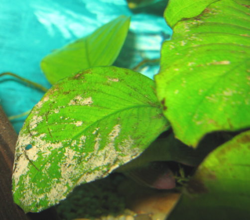 leaf.jpg leaf.jpg
