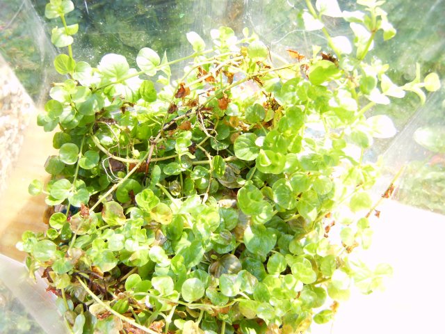 native aquatic plants 002.jpg