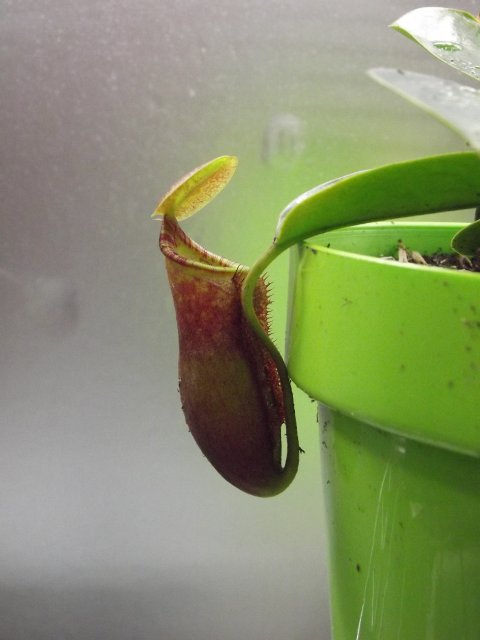 lowii x campanulata.JPG