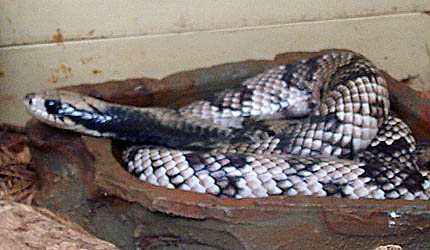 false-water-cobra-1.jpg
