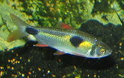 250px-Bucktoothed_Tetra.jpg 250px-Bucktoothed_Tetra.jpg