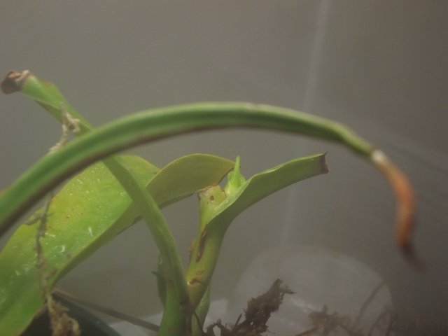 red leopard new growth point.JPG