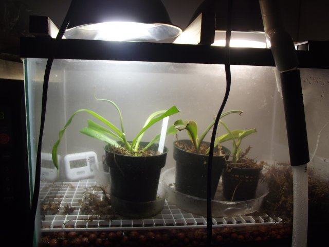 terrarium.JPG