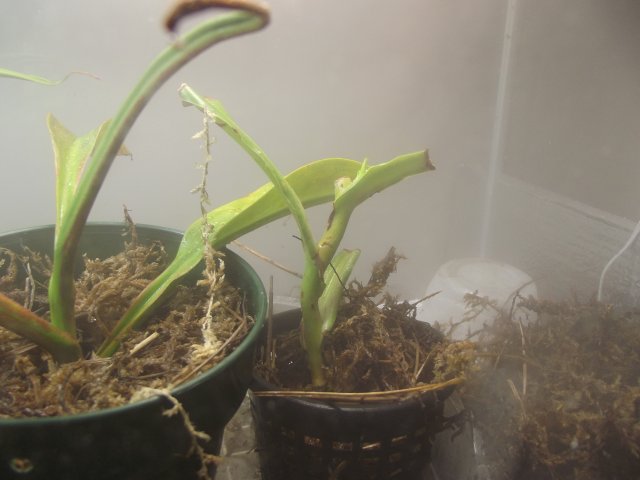 ventracosa x maxima_red leopard.JPG