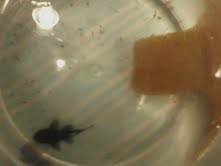 pleco 5.jpg