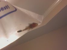pleco 3.jpg
