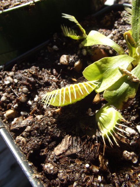 flytrap (2).JPG