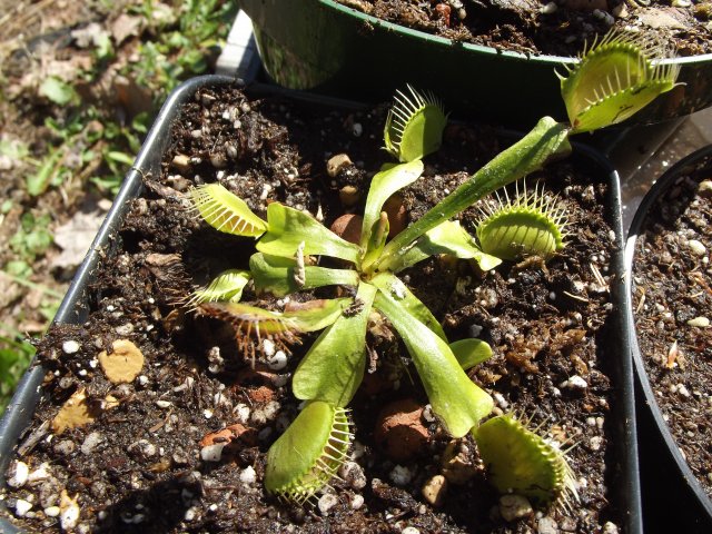 flytrap (3).JPG