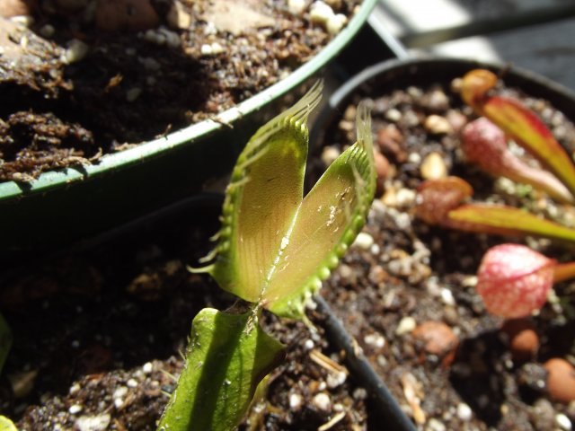 flytrap.JPG
