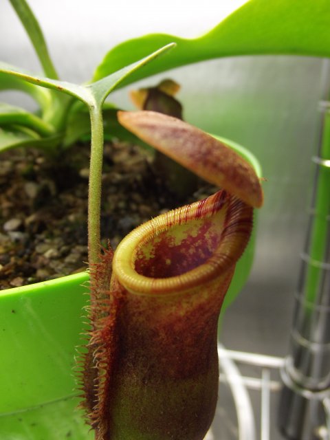 DSCF1551.JPG