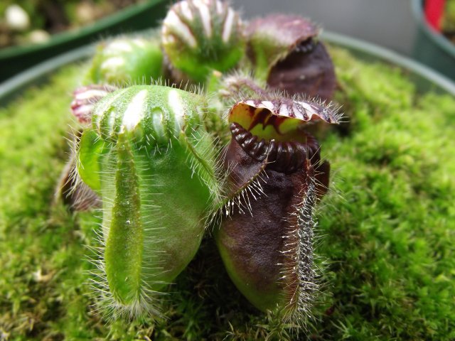 DSCF1553.JPG