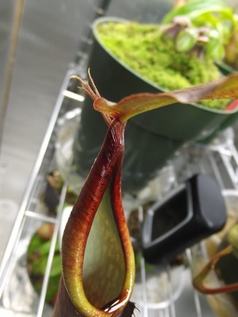 DSCF1552.JPG