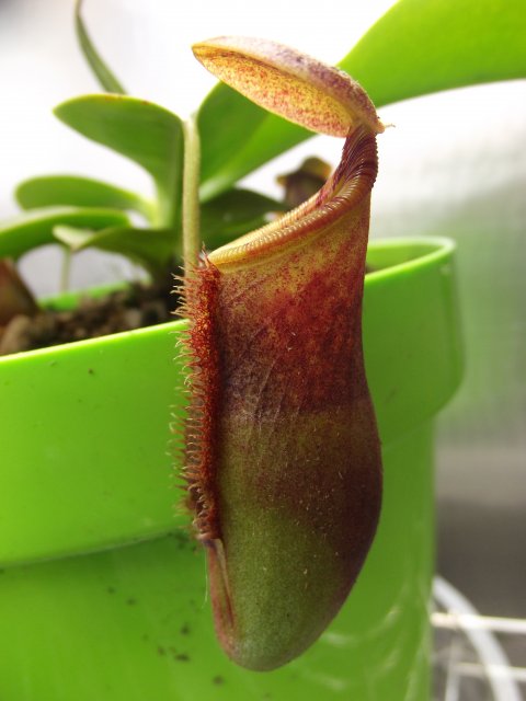 DSCF1550.JPG