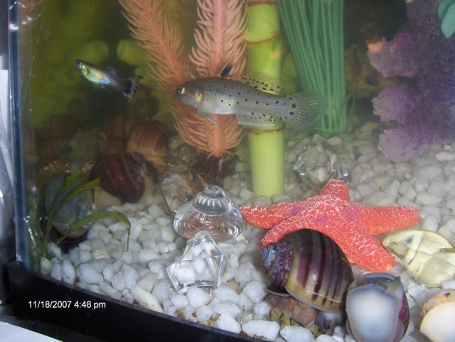 pets 012.JPG
