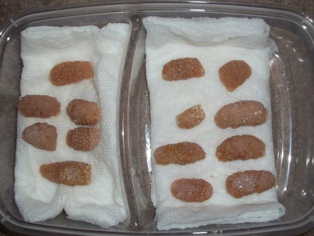 Snail Eggs in Incubator.JPG