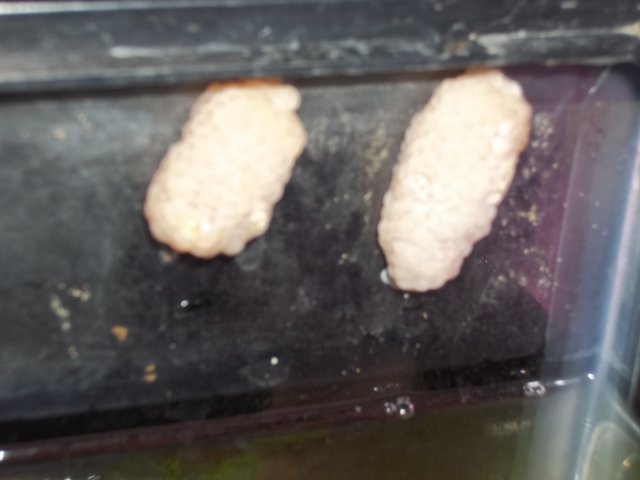 Snail Eggs on Glass in 10gal Tank.JPG