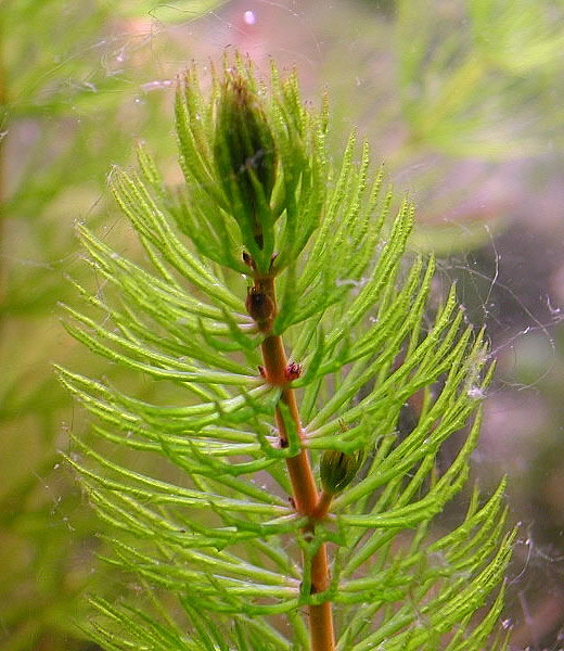 Ceratophyllum_demersum.jpg