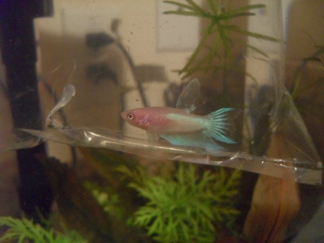 albino2.jpg