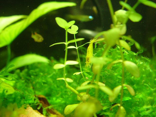 Yellow Shrimp 006.JPG