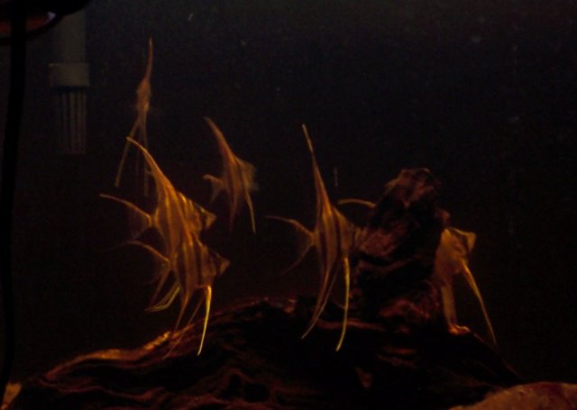 100_1791.JPG