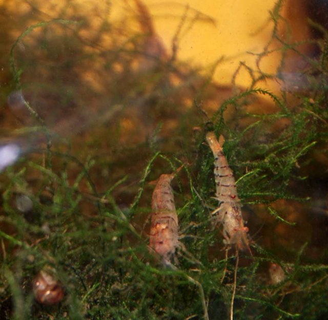 tiger shrimp.jpg