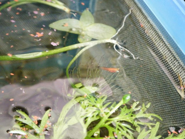 2011_ Fry 6 .JPG 2011_ Fry 6 .JPG