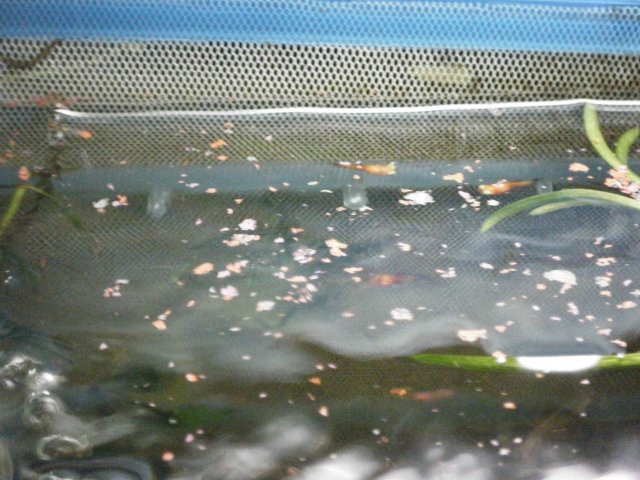 2011_ Fry - 1.JPG 2011_ Fry - 1.JPG