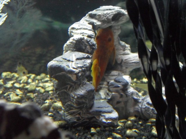 piggyback.jpg piggyback.jpg