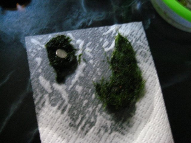 moss 002.jpg