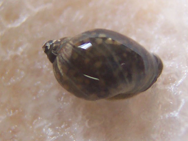 pond-snail1.jpg