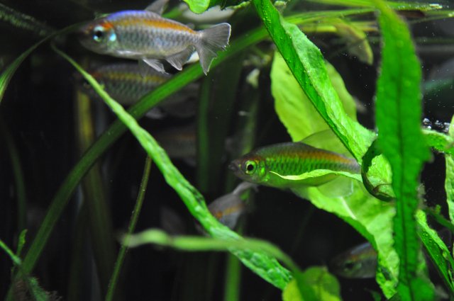 11-7-11 Congo Tetra School.JPG