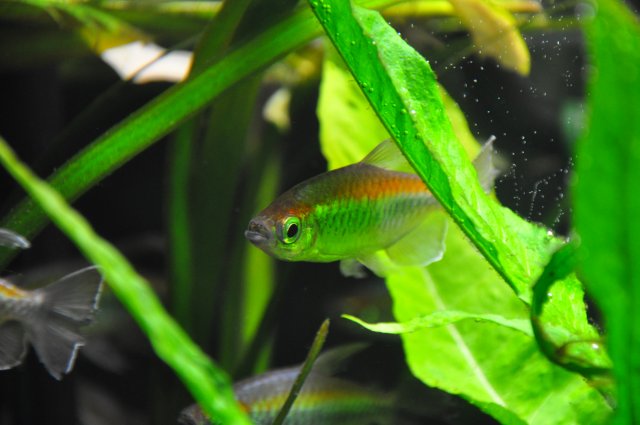 11-7-11 Congo Tetra.JPG