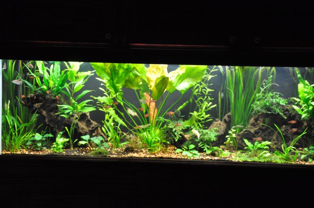 11-7-11 Tank shot.JPG