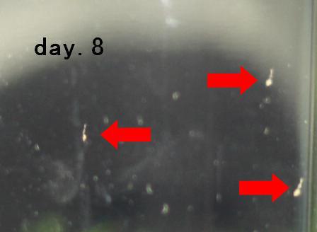 317538_231898286874432_100001627886509_649192_845702360_n.jpg