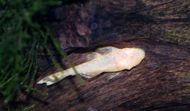 albino ancistrus - Copy (2).jpg