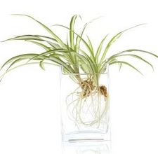 should-water-spider-plants_-800x800.jpg