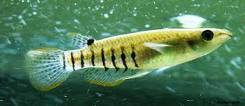 Wild Wonder killifish2.jpg