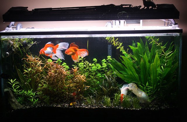 goldfish_nov_2011.jpg