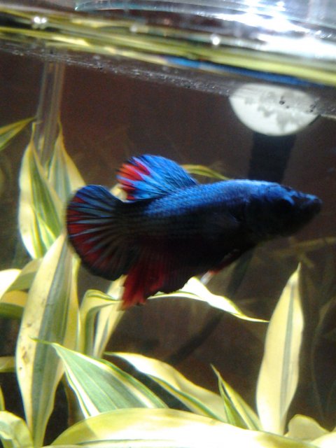 betta3.jpg betta3.jpg