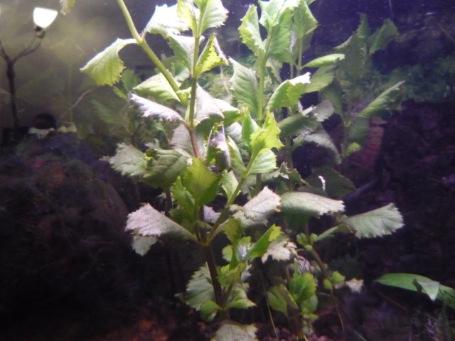 P1050558.JPG