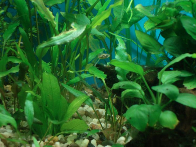 fish 417.jpg fish 417.jpg