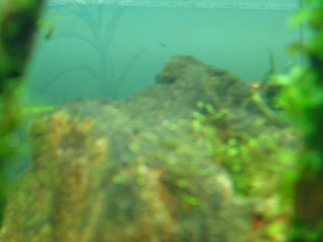Stuff on rock1.jpg