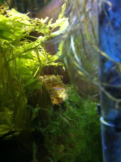 IMG_0144.JPG IMG_0144.JPG