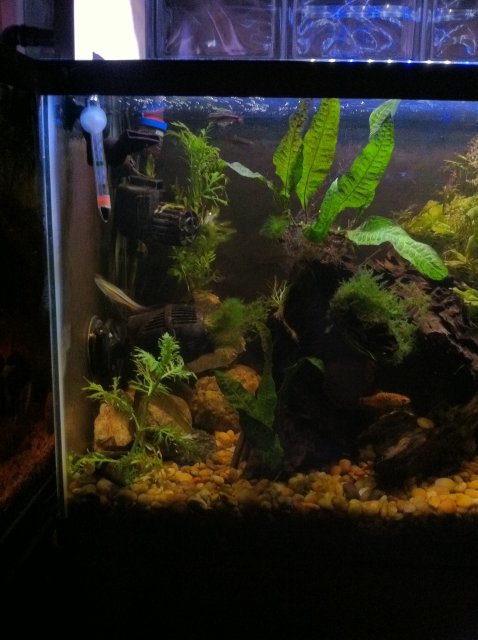 IMG_0109.JPG IMG_0109.JPG