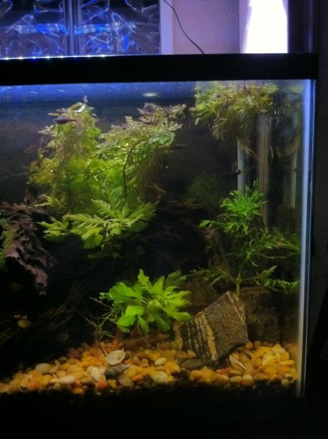 IMG_0113.JPG IMG_0113.JPG