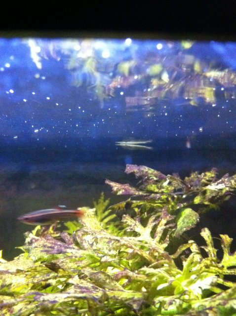 IMG_0136.JPG IMG_0136.JPG