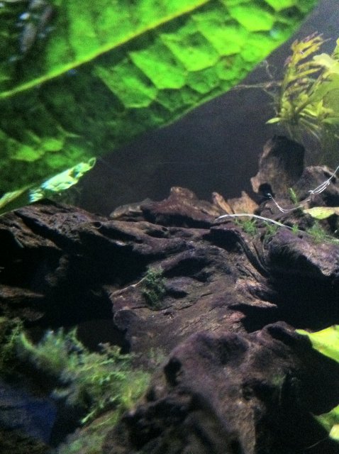 IMG_0037.JPG IMG_0037.JPG