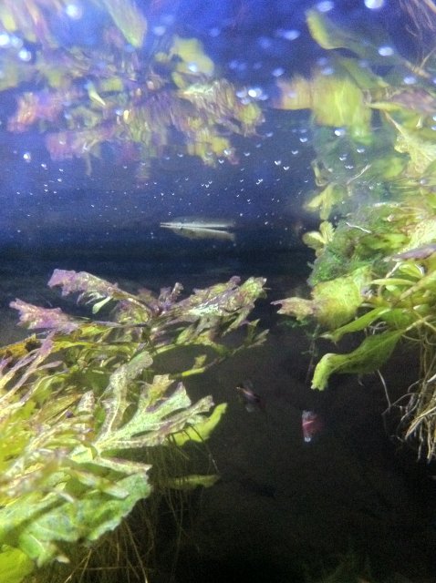 IMG_0139.JPG IMG_0139.JPG