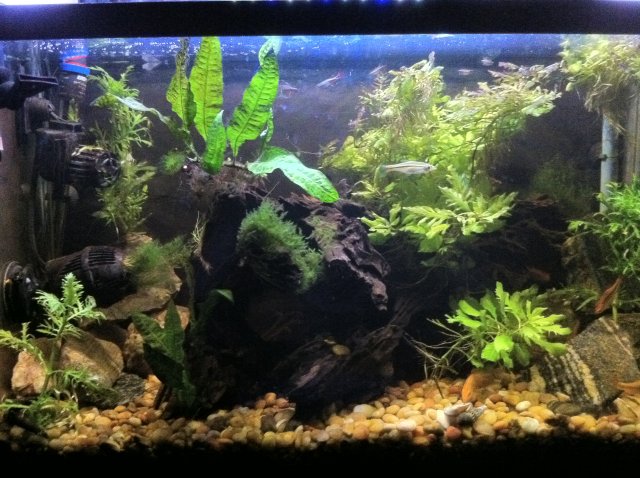 IMG_0103.JPG IMG_0103.JPG