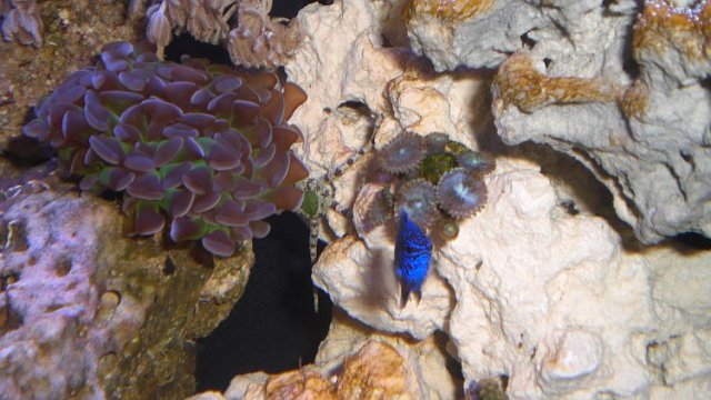 fishy-1.jpg